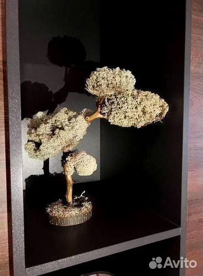 Дерево Цетарария