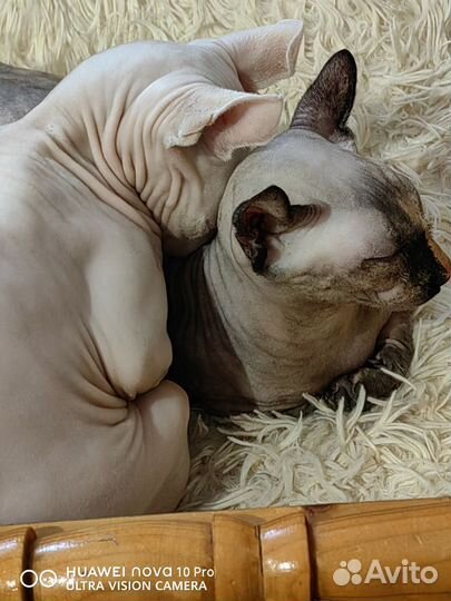 Ваш будущий чемпион двельф