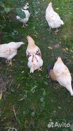 Петухи