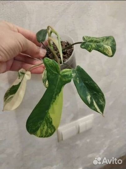 Аглаонема, калатея, батерфляй и др