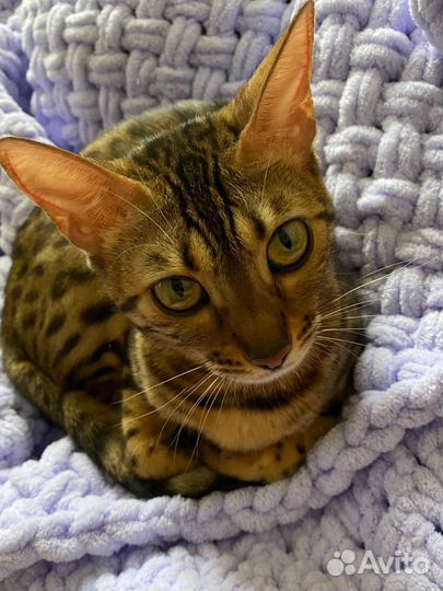 Бенгальская кошка