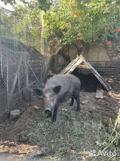 Дикий кабан