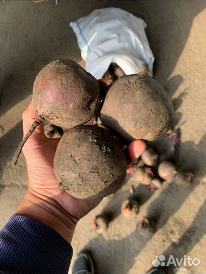 Свекла оптом Пабло