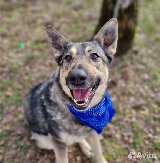 Ариэль угасает в приюте