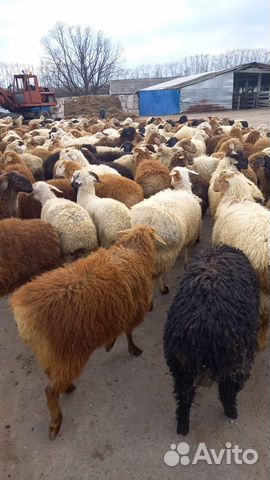Овцы ягнята и бараны козы объявление продам