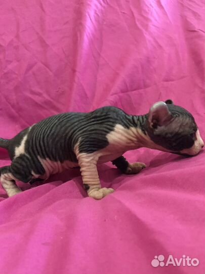 Котята сфинкс эльф