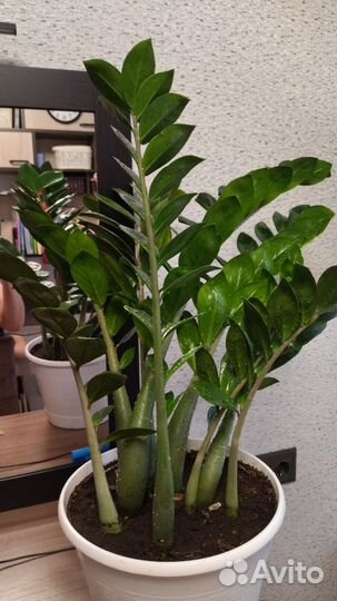 Замиокулькас