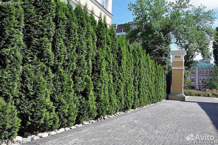 Туя екстра класса