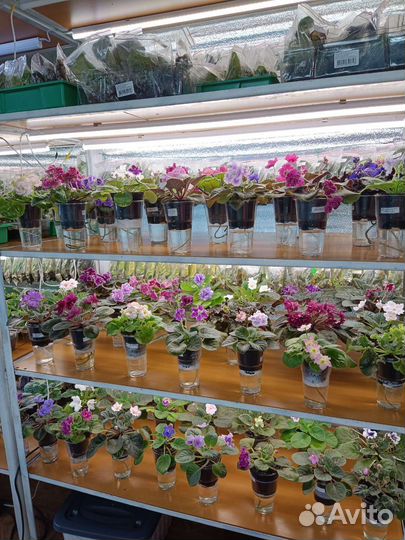 Цветущие фиалки