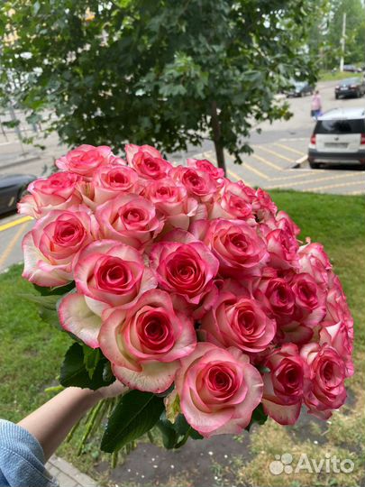 Сорт джумилия в наличии