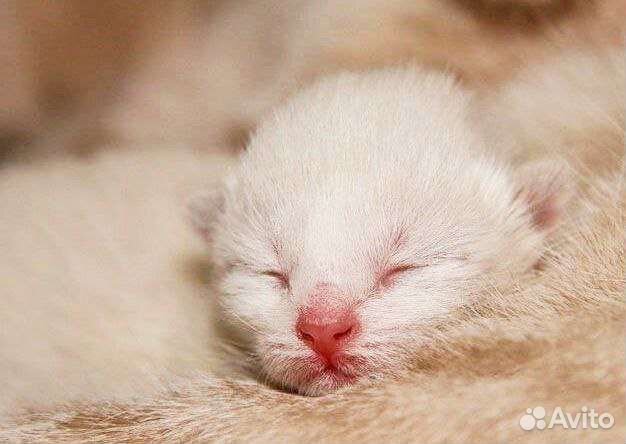 Котята от тайских родителей