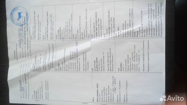 Продажа коз