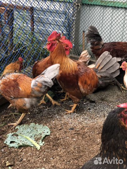 Куры петухи