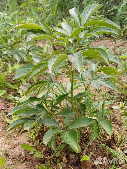 Пионы сортовые