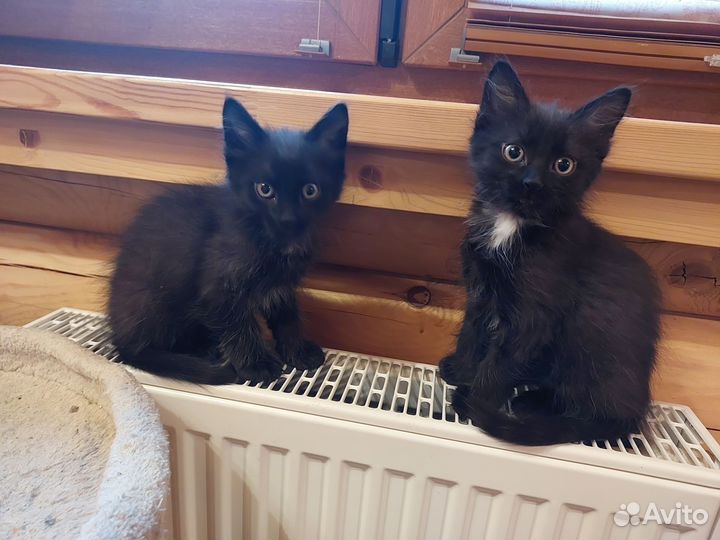 Котики в добрые руки