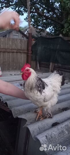 Петух брама