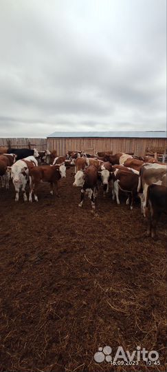 Телочки и бычки