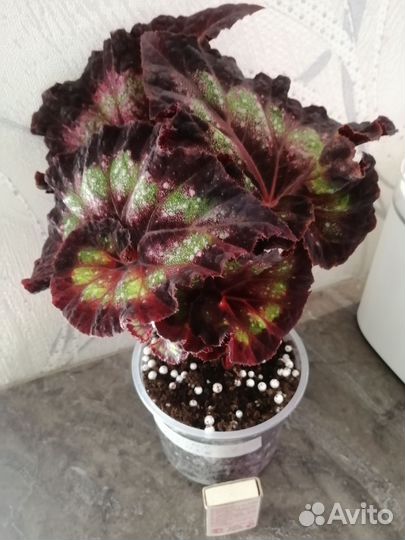 Бегонии Лерекс, детки