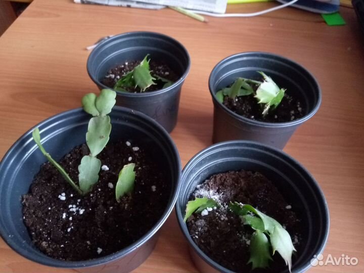 Декабристы