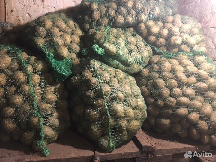 Семенной картофель коломбо