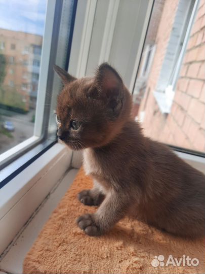 Вязка с бурманским котом