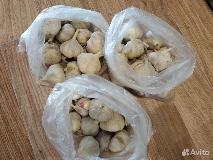 Чеснок Яровой
