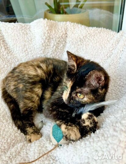 Особенная котёнок Корица