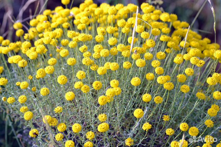 Сантолина Вечнозеленая, Серебристая (предзаказ)