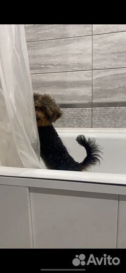 Йоркширский терьер(йоркипу) вязка мальчик