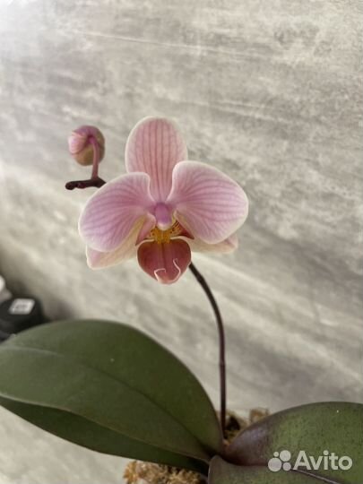 Орхидея фаленопсис
