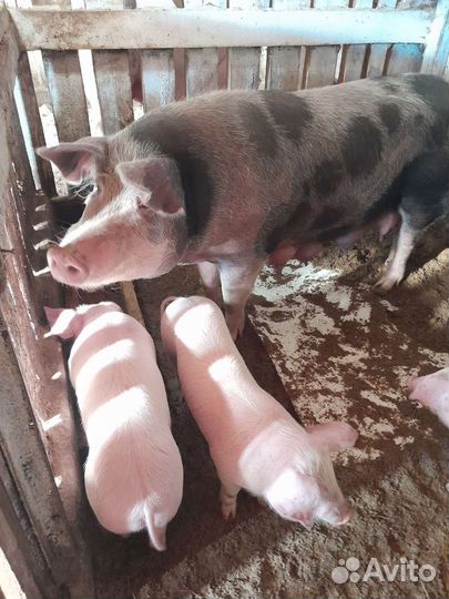 Поросята