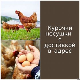 Куры несушки продам