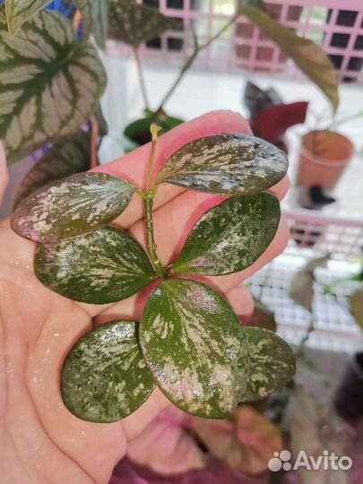 Хойи и дисхидии 2