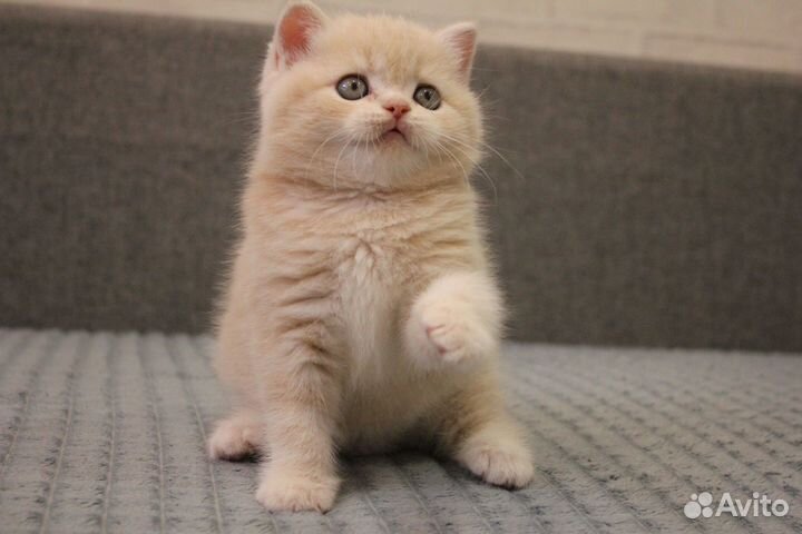 Шотландский кот