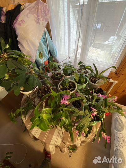 Комнатные растения