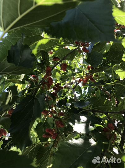 Саженцы черной шелковицы