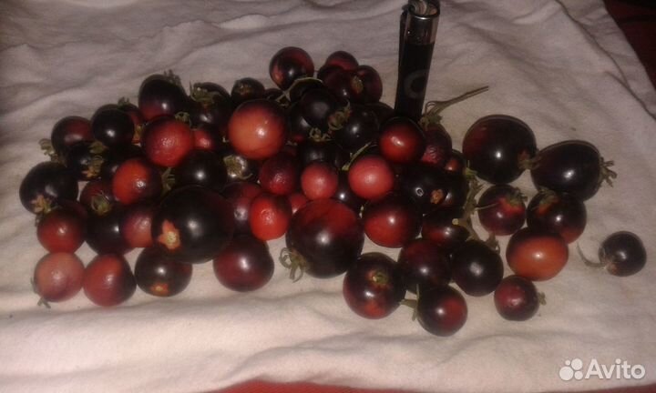 Помидоры домашние из огорода