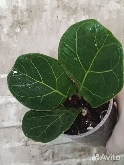 Разные комнатные растения