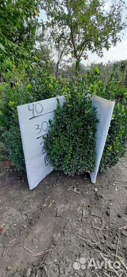 Самшит 20-70см