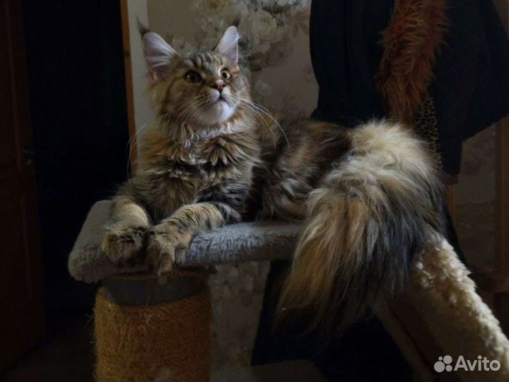 Котята мейн-кун
