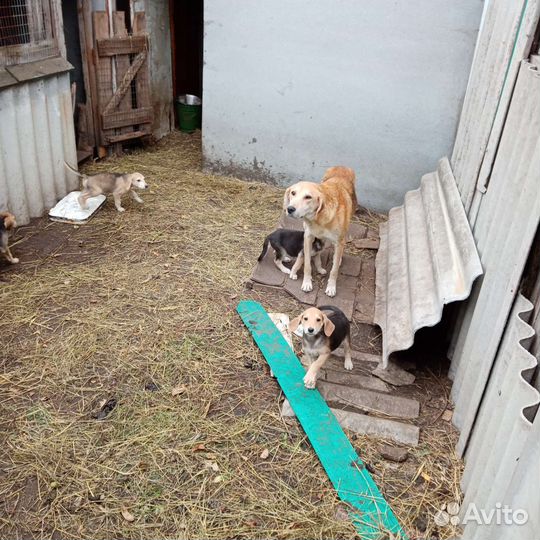 Щенки русской гончей
