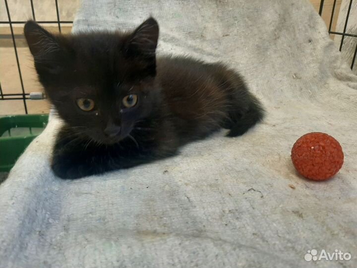 Кошка в дар бесплатно