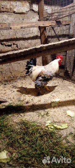 Петухи домашние