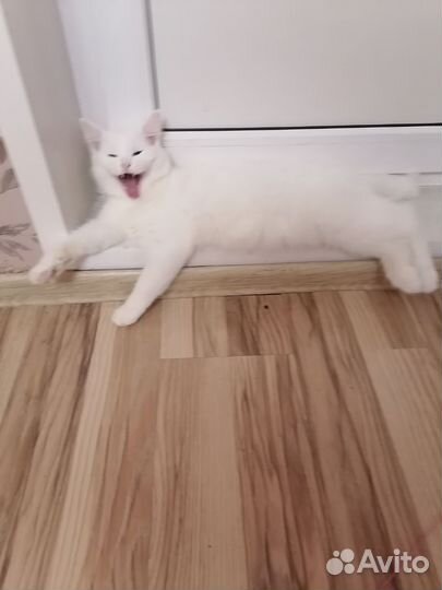 Кошки бесплатно