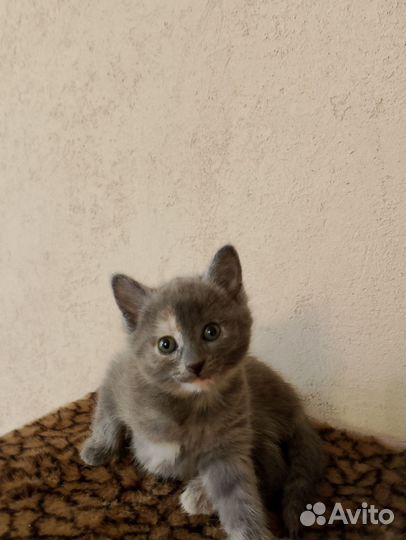 Кошка