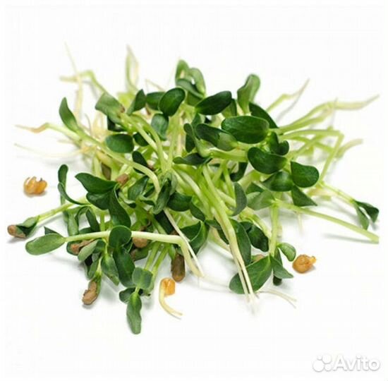 Семена для микрозелени