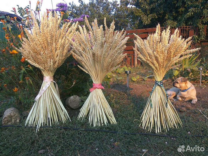 Колосья, колоски пшеницы