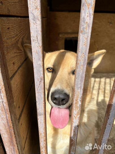 Метис овчарки