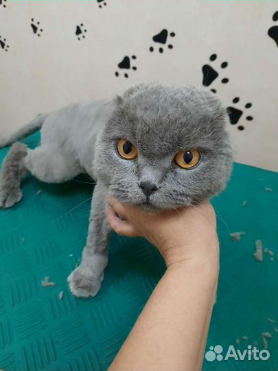 Стрижка домашних питомцев