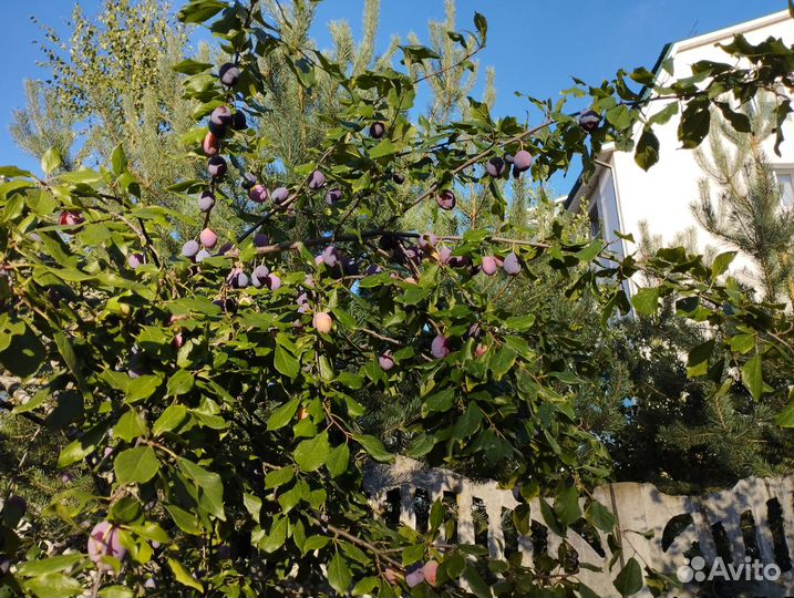 Саженцы плодовых деревьев